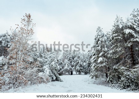 Snow-covered tree branch at sunset. Winter background. Christmas and New Year Tree