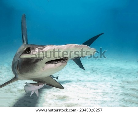 Gorgeous caring mother giant hammerhead shark next to her little cub close-up
