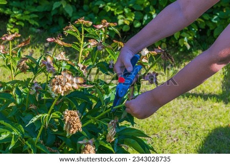 Close up view of child's hands with garden scissors cutting old flowers on peony. Gardening concept. 