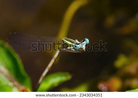 Blue-eyed dragonfly macro photo. Insect with wings and long tail that lives in rivers and lakes. small insect