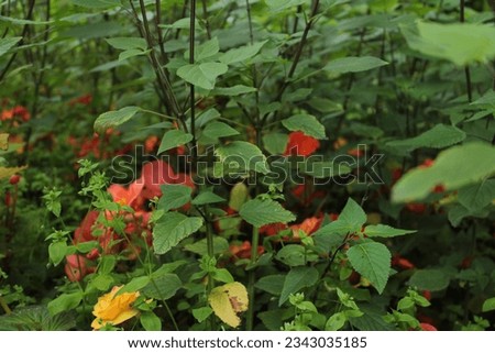 Nature and parks, colourful plants