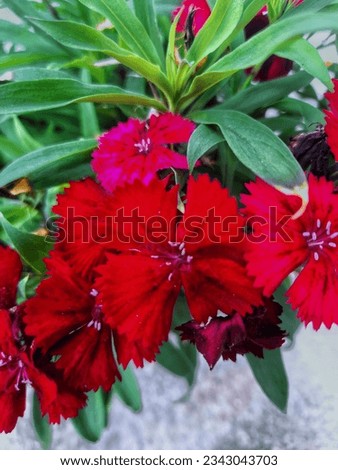 red carnation (Dianthus caryophyllus) or Anyelir flower.beautiful flower background