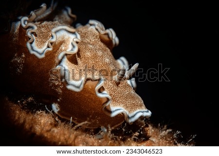 A nudibranch crawling into the abyss