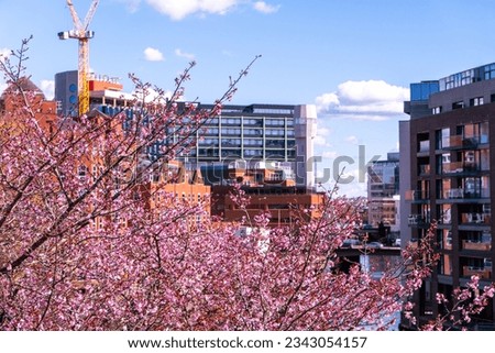 Buildings behind cherry blossom at Bristol Castle Park