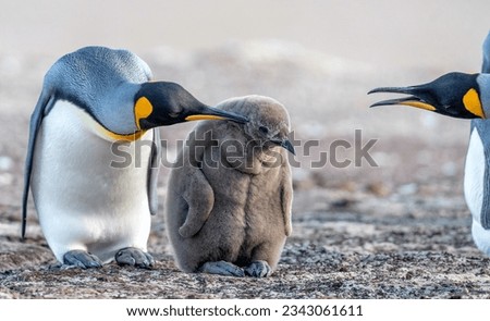 Three adorabale penguins are pictured.