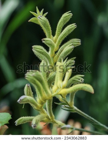 Tall kangaroo paw a species of plant found in Southwest Australia. Anigozanthos Flavidus flowers
