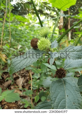 Hyptis brevipes is a plant with a round shape and texture like small thorns that are not sharp Royalty-Free Stock Photo #2343064197