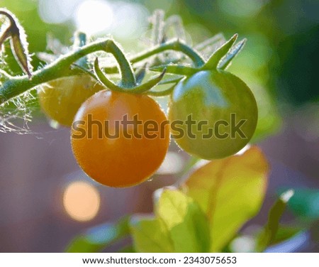 cherry tomatoes ripe and ready to pick from backyard garden
