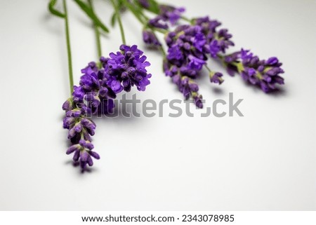 Macro view of sprigs of purple English lavender (lavandula angustifolia) flower bud stems on white background with copy space
 Royalty-Free Stock Photo #2343078985