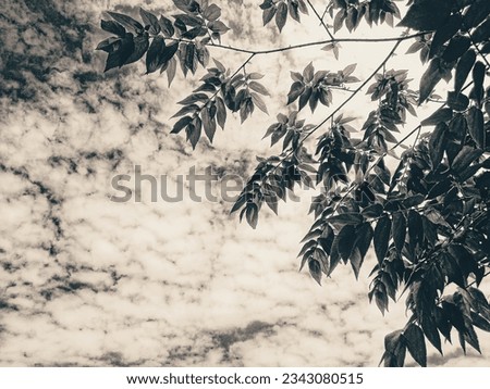 Black and white tree with sky bottom view black-white picture vertically, dark sky white cloud above top view high tree. Monocro tree canopy with white clouds background