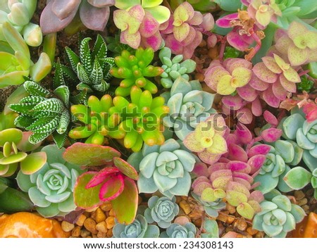 Miniature succulent plants Royalty-Free Stock Photo #234308143
