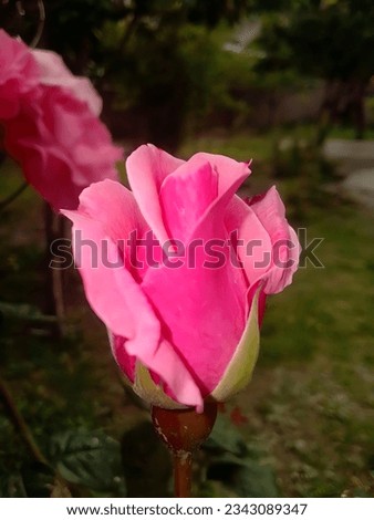 The beautiful picture of a rosebud with blur background.