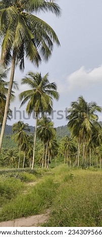 Many coconuts in the garden Mountains Green round balls Pineapple fields