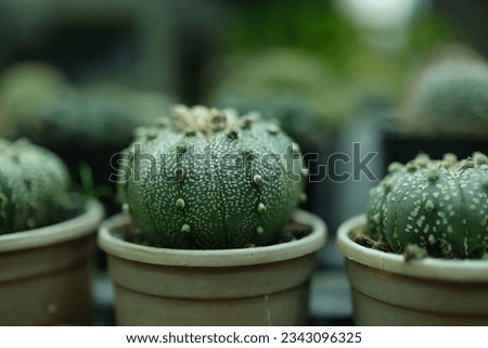 Astrophytum asterias or Sand Dollar Cactus is an adorable plant that can be a great gift for loved ones.