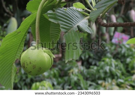 Dillenia indica on tree in farm for harvest are cash crops