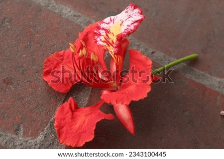 Royal poinciana flower on garden for harvest