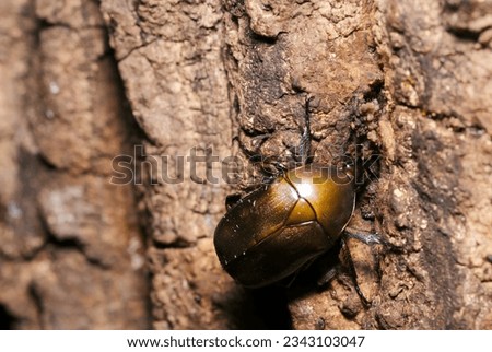 Metallic copper body colored Drone beetles voraciously sucking Sawtooth Oak sap in a line (Wildlife closeup macro photograph) 
