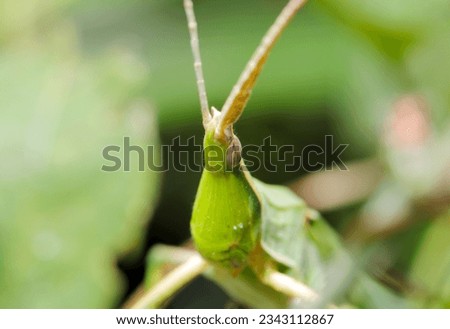 Close up portrait of an Oriental longheaded grasshopper in Japan (Shoryobatta, Acrida cinerea, sunny outdoor closeup macro photograph)