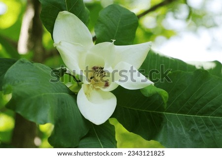 large leaf tree "magnolia macrophylla (Ooba mokuren)" standing in the woods, with big white flower (Nature closeup macro photograph)