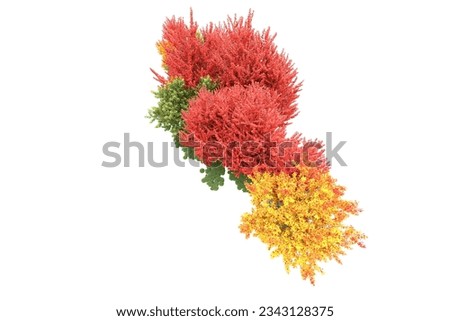 Tropical forest isolated on white background. 3d rendering - illustration