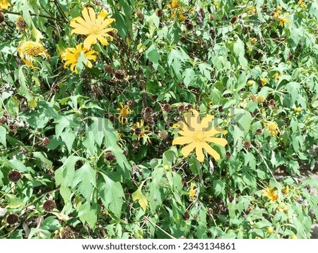 Closeup view from Blooming Yellow Sunflower and Green Plantation surround it.