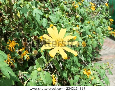 Closeup view from Blooming Yellow Sunflower and Green Plantation surround it.