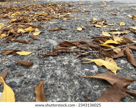 dry leaves lying on the concrete floor