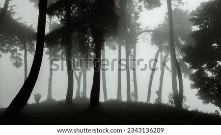 Pine trees in the wood covered by fog look spooky and dark