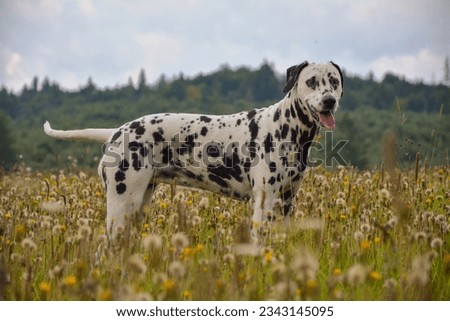 Photo of a beautiful Dalmatian in nature Royalty-Free Stock Photo #2343145095