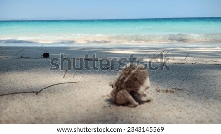 hermit crabs walk on the beach in the hot sun