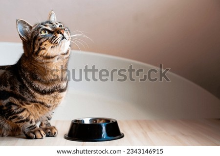 A cat looking up next to an empty food bowl.