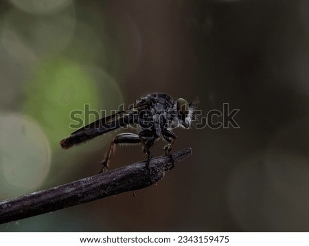Macro Photo of Robber Fly. Assassin Flies. Asilidae. The Asilidae are the robber fly family, also called assassin flies. This fly is also called Ommatius. 