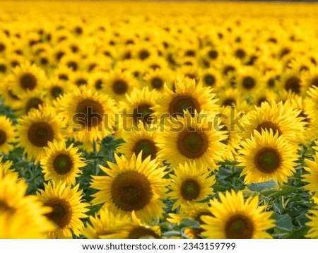Yellow field of sunflowers close-up