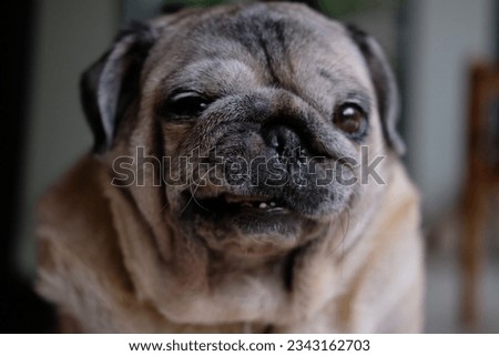 A cute pug in a good mood, ready to pose for a picture