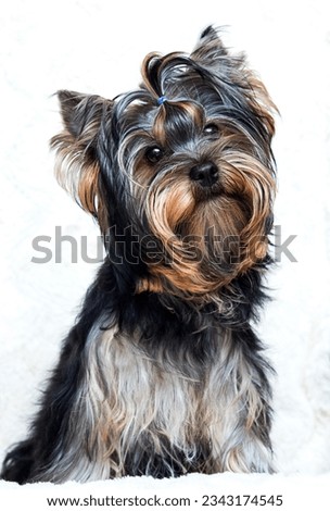 hairy yorkshire terrier puppy looking