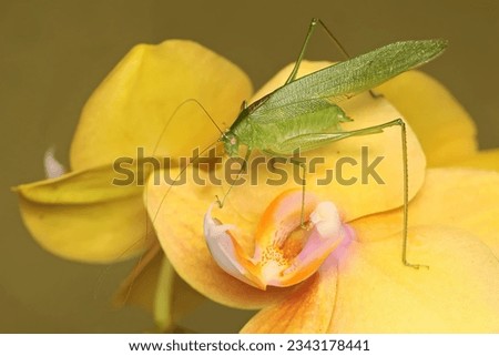 A long-legged grasshopper is foraging on a yellow moth orchid. This insect has the scientific name Mecopoda nipponensis.