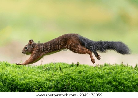 Eurasian red squirrel (Sciurus vulgaris) running in the forets searching for food. Noord-Brabant in the Netherlands.                                                    