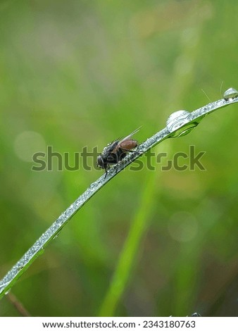 Closeup Flies resting on a leaf full of morning dew. blow-flies, carrion flies, bluebottles, greenbottles, or cluster flies. Natural green background Royalty-Free Stock Photo #2343180763