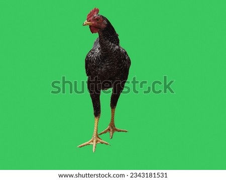 Photo of a chicken of the Javanese type or race with a green background, this chicken is widely farmed in Asia