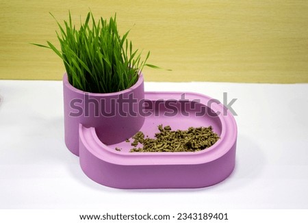 bowl for cats with grass, bowls with cat food and water for pets on the floor of the house. Fresh green dog grass in a white bowl. The concept of vitamins, feeding and care for pets.