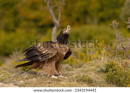 The bearded vulture (Gypaetus barbatus), also known as the lammergeier and ossifrage, is a very large bird of prey and the only member of the genus Gypaetus