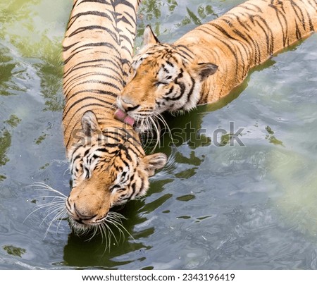 a photography of two tigers in the water with their mouths open, there are two tigers that are swimming in the water.