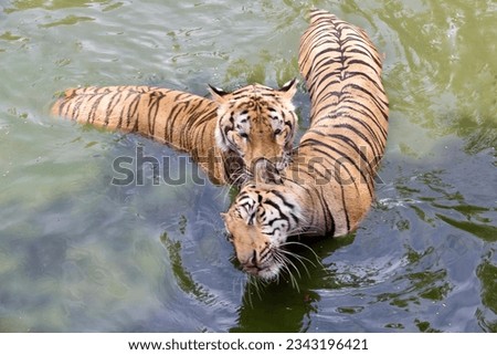 a photography of two tigers swimming in a body of water, there are two tigers swimming in the water together.