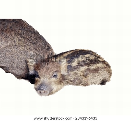 a photography of two baby boars are standing next to each other, there are two small brown and black animals standing next to each other.