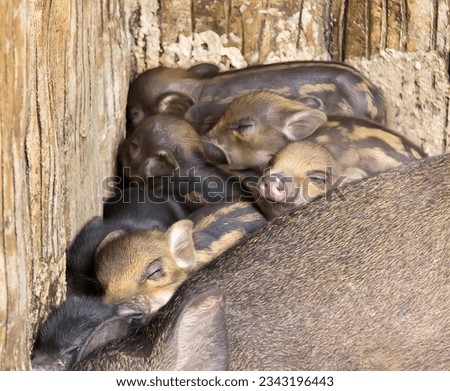 a photography of a group of pigs laying on top of each other, there are many small pigs that are huddled together in a pile.