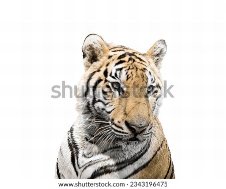 a photography of a tiger looking at the camera with a white background, there is a tiger that is looking at the camera.