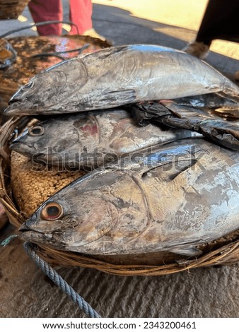 
piles of tuna caught by fishermen being sold at fish auctions