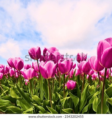 Free Images: nature, flower,petal, spring, botany, garden,Field of Purple Tulips,A field of pink tulips with green leaves photo Free,Pink Tulip Pictures,Pink Tulips Photograph,
Flowers image,nature