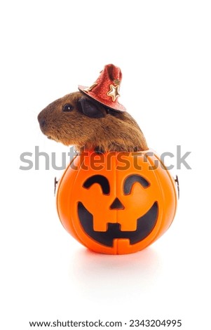 Guinea pig sitting in Halloween trick or treat bucket on white background