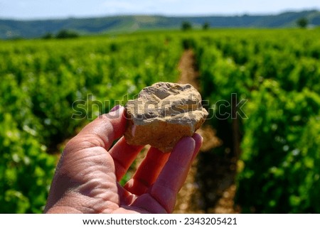 Example of terres blanches clay-limestone white soils on vineyards around Sancerre wine making village, rows of sauvignon blanc grapes on hills, Cher, Loire valley, France, hand with stone